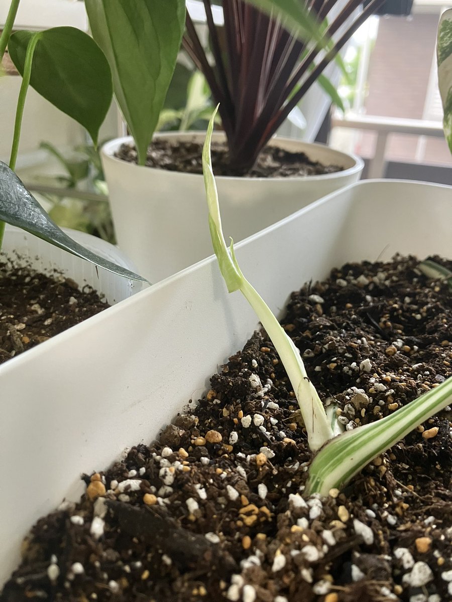 plants_taro's tweet photo. グイーンって伸びてきたーーー🤩

#モンステラ
#ホワイトタイガー 
#観葉植物 https://t.co/kKecLG0mRt