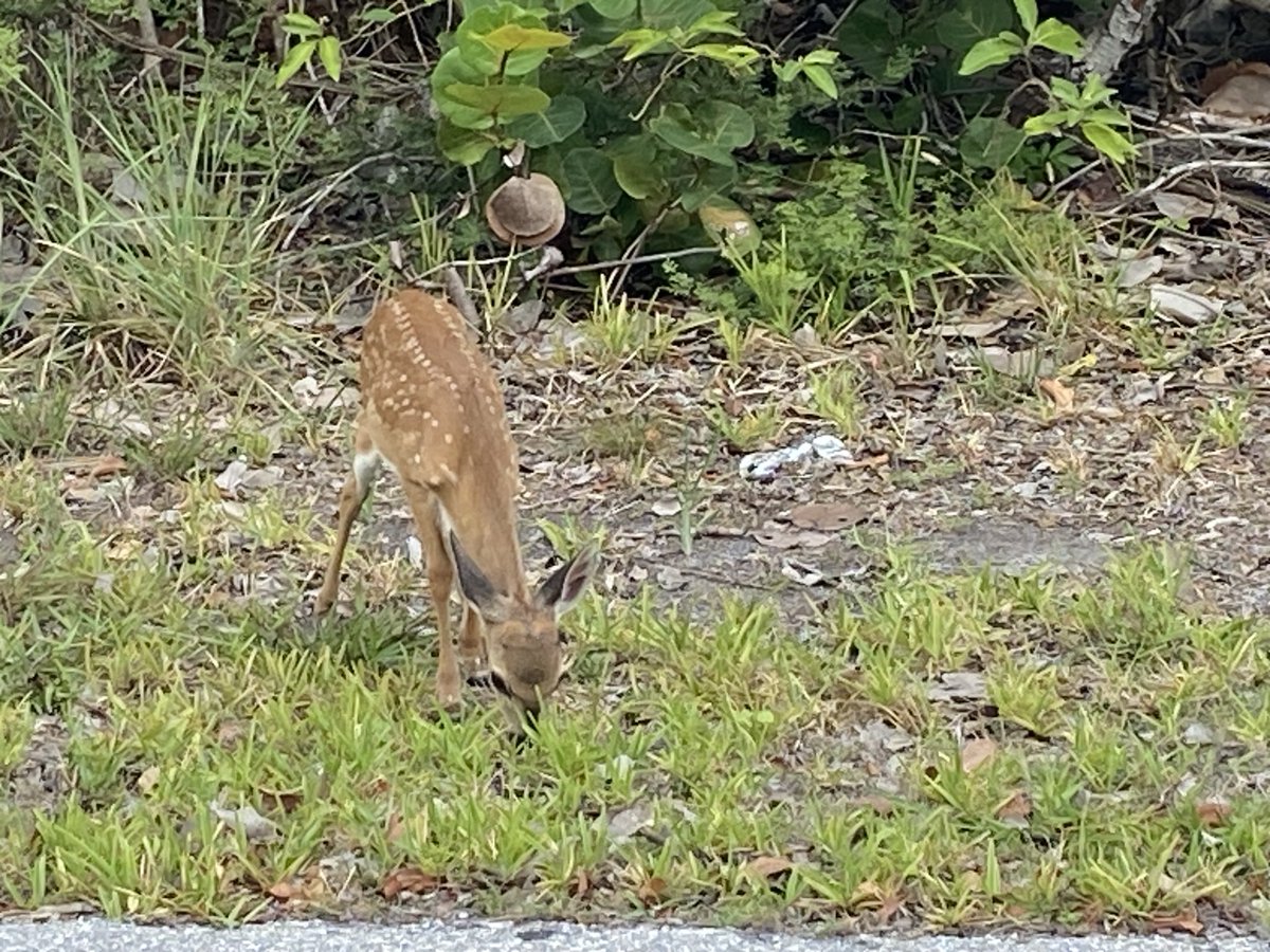 RacingToDisney's tweet photo. Itty bitty fawn. Still has her spots. #KeyDeer https://t.co/AsBnPdr1PQ