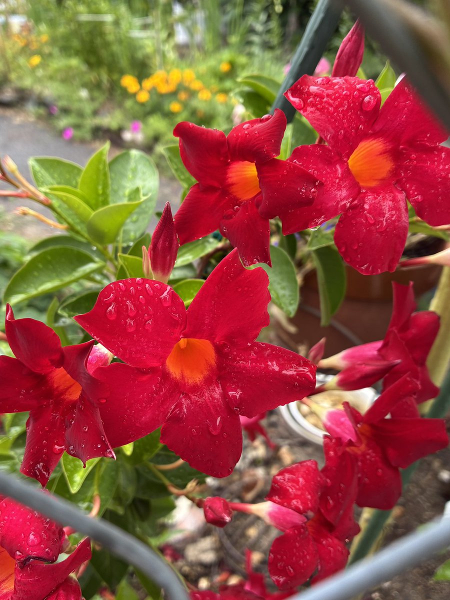 black0710228's tweet photo. #私の_世界に一つだけの花 https://t.co/6CEmrwotbv