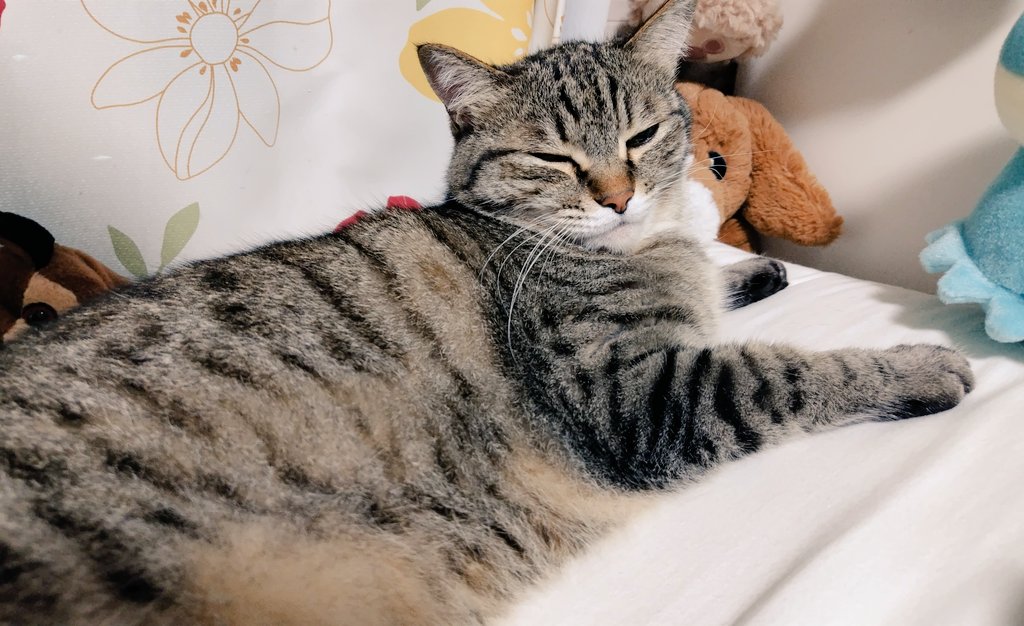 ゴロー🐾 (@cat_56chan) / Posts / X