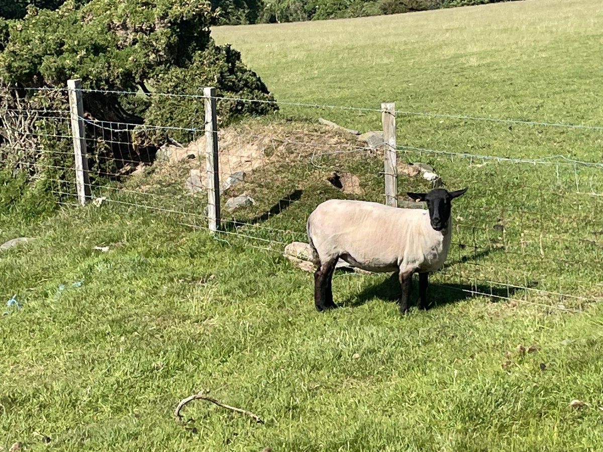 Manx Loaghtan tweet media