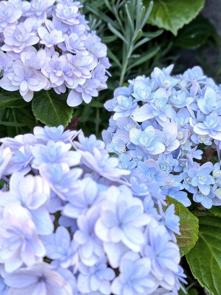 petitys's tweet photo. 紫陽花も少しずつ色づき始めた https://t.co/VMd2dd9fbO