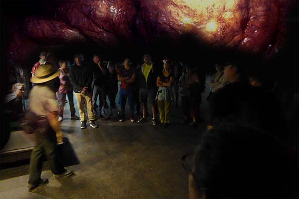 Mystery Flesh Pit National Park tweet media