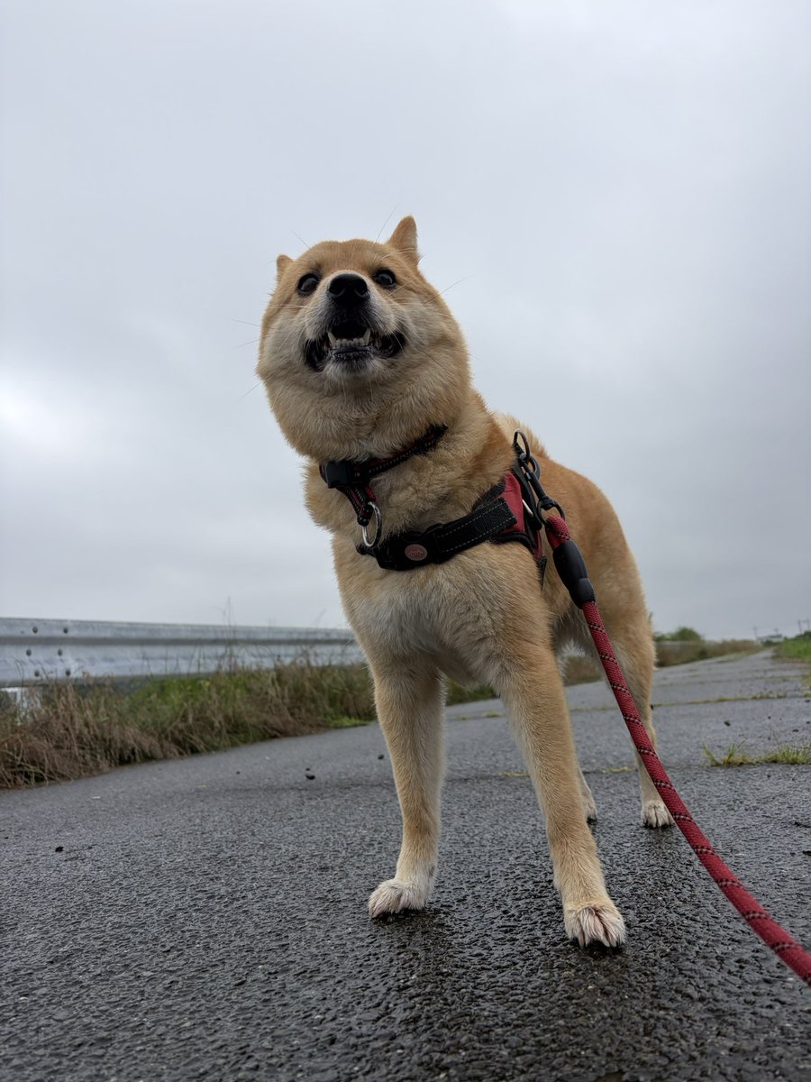 ra00029's tweet photo. おはよう日曜日
曇ってるワン🐶
朝の５時に降り出した雨が上がった朝です
やべ！また雨が降ってきた
傘がないからかーえろ https://t.co/7nCT3qlD7O