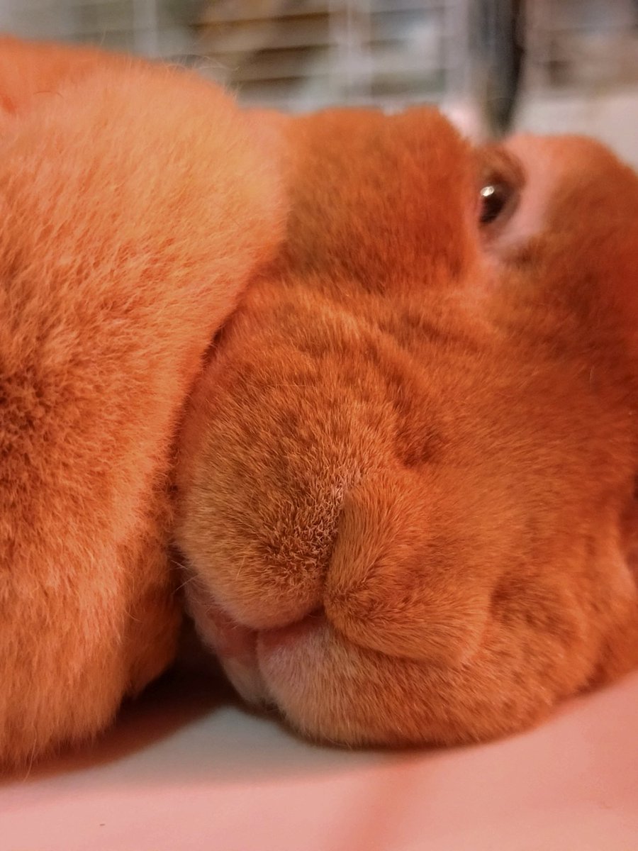 mugi_minirex's tweet photo. おはムギ♡
#うさぎ #うさぎのいる暮らし #ミニレッキス #ミニウサギ https://t.co/lbaAfstYlO