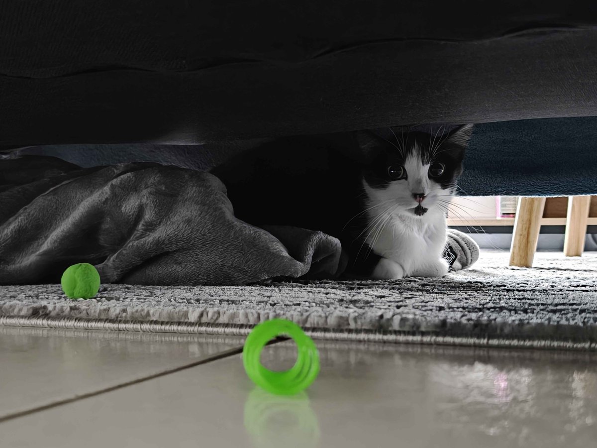 LordDodo_'s tweet photo. I finally got a cat today (named Xena), she hasn't moved from under my couch yet but I would die for her https://t.co/dhkkhoU0zu