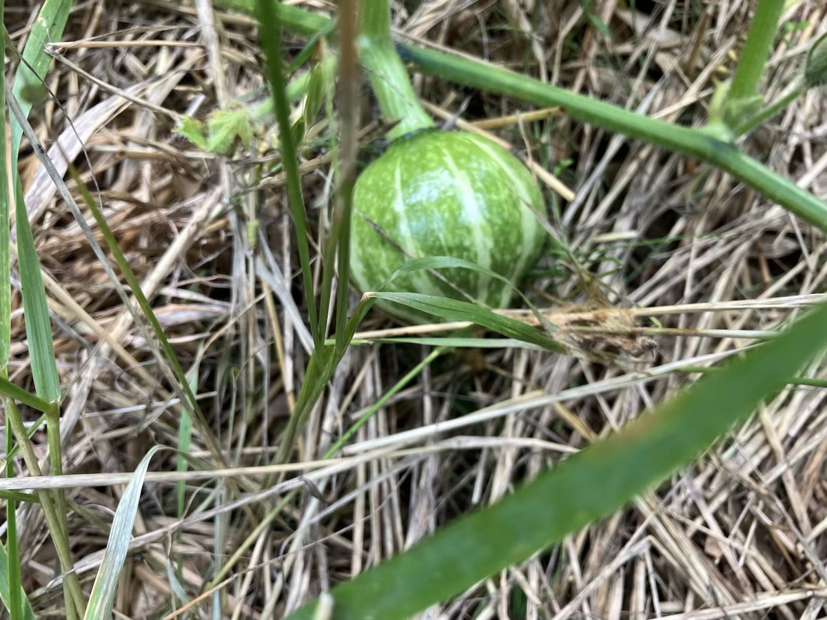 amanatsubrog's tweet photo. カボチャの雌花が咲きはじめました。
これは受粉できてるかな？
#家庭菜園　#カボチャ https://t.co/wy2VWeMobo