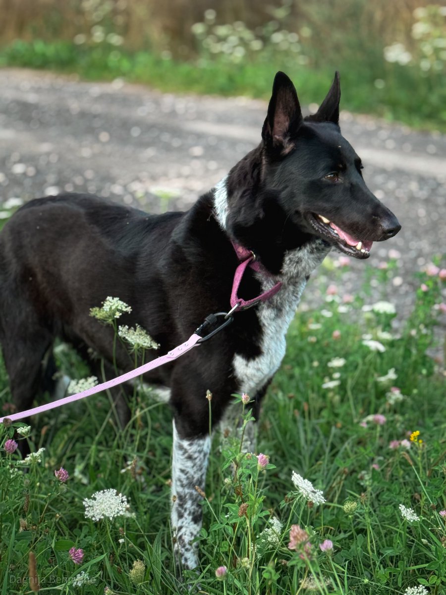 DzabKepa's tweet photo. ZIRA MEKLĒ MĀJAS 🐶💜
Esmu maiga un labsirdīga meitene, un visvairāk pasaulē vēlos atrast cilvēku, kurš ir tikpat maigulītis un labsirdīgs kā es.
Dz. 2019. g., MČ 992001000162806
📞 29678601
#ķepuķepā https://t.co/KhSyKqOhJL