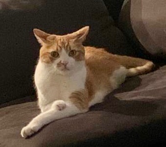 KeithOlbermann's tweet photo. MILO IS MISSING WEST OF TIMES SQUARE: last seen on 42nd east of 9th. If you've seen or found him please go here: https://t.co/gDc7Q4tL9K and/or phone 877-818-0060 and PLEASE RT MILO! https://t.co/mryC2iI3PA