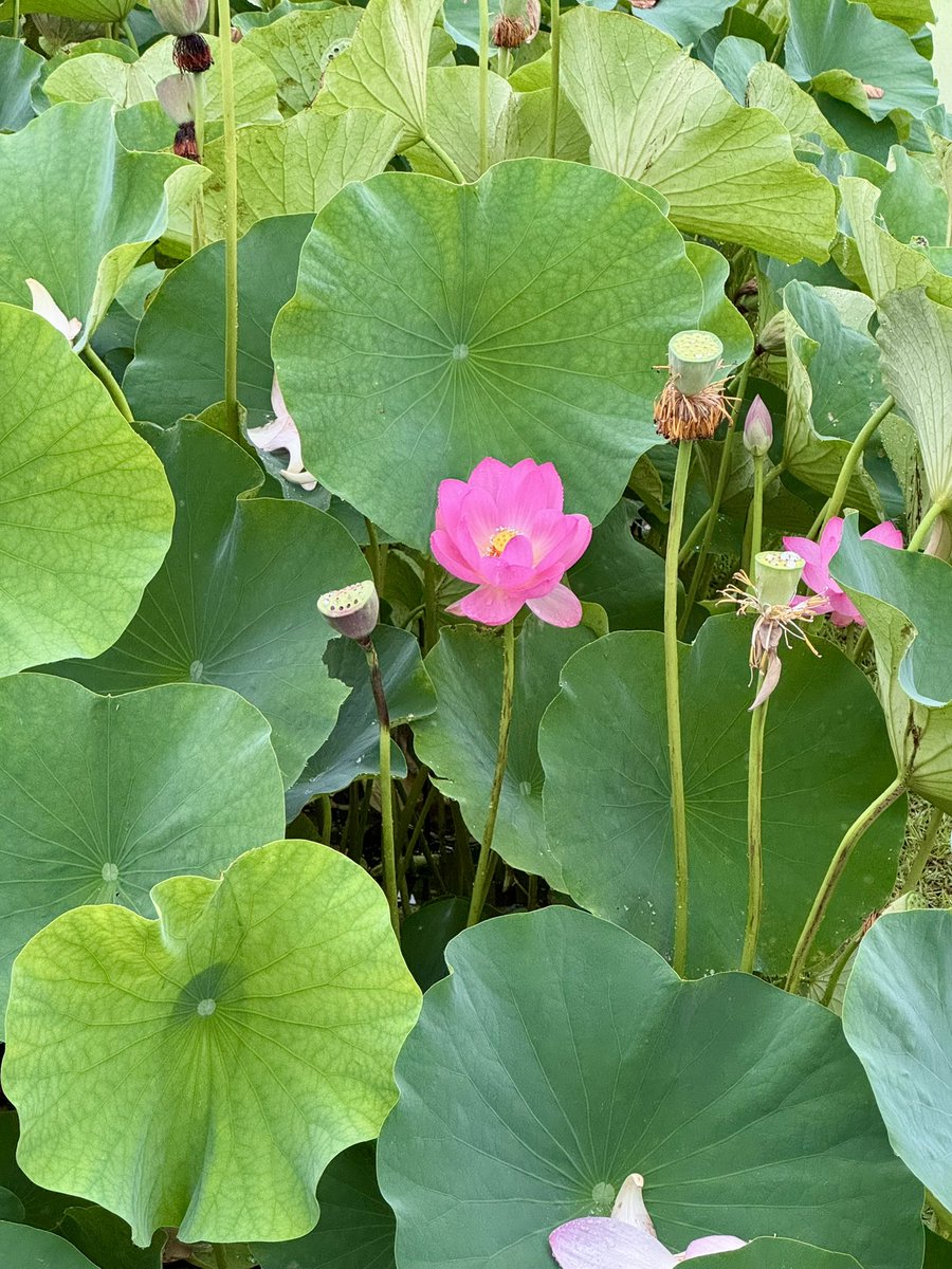 masataka202002's tweet photo. 人生初！
蓮の開花を見てきた😆

蓮の花は、早朝に咲いて9時頃また閉じます。
翌朝また咲いて閉じるを4日間繰り返したのちに花びらが全部落ちるって知ってた?
年に一度だけ後楽園は朝の4時に開園して閉じるまでの様子を見ることができます。
ずっと見てると瞬間的にポンっと中心が開きます😆
#後楽園　#観蓮節