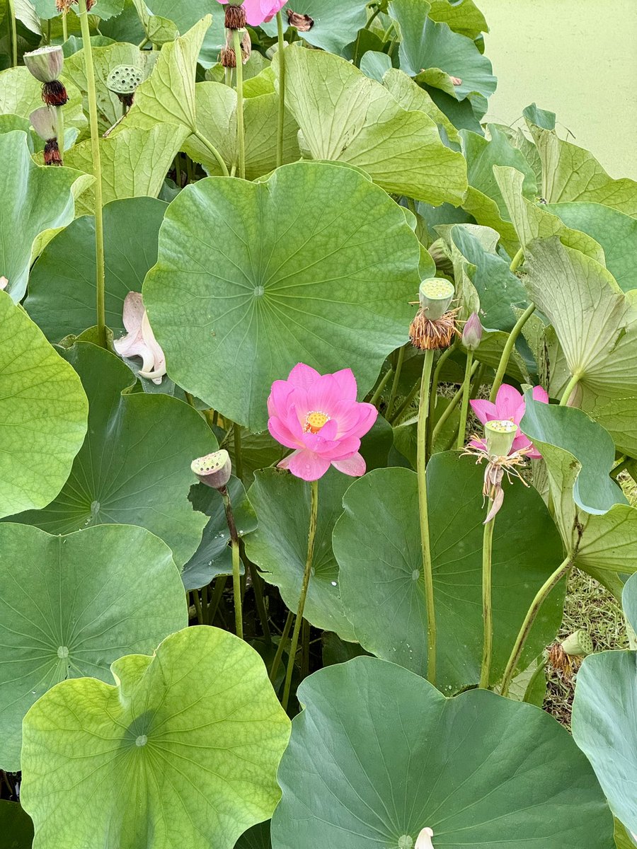 masataka202002's tweet photo. 人生初！
蓮の開花を見てきた😆

蓮の花は、早朝に咲いて9時頃また閉じます。
翌朝また咲いて閉じるを4日間繰り返したのちに花びらが全部落ちるって知ってた?
年に一度だけ後楽園は朝の4時に開園して閉じるまでの様子を見ることができます。
ずっと見てると瞬間的にポンっと中心が開きます😆
#後楽園　#観蓮節