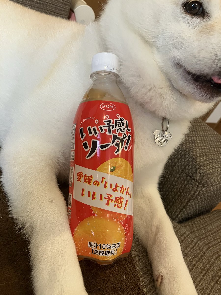 mrutsukun's tweet photo. 【旅の名産⑧】👌

おはようございます😃

ネーミングに笑っちゃう’みかんの国’愛媛県の有名飲み物よ😜

🍊「いい予感しソーダ！
　　〜愛媛のいよかんいい予感！〜」

果汁10%未満、炭酸… NMB48 #新澤菜央 さん🐼🩷にはひと口飲んでから叫んでみてね🤣

〈世界に贈る 愛媛のみかんと ポンジュース〉 https://t.co/HoG4AIhL8Z