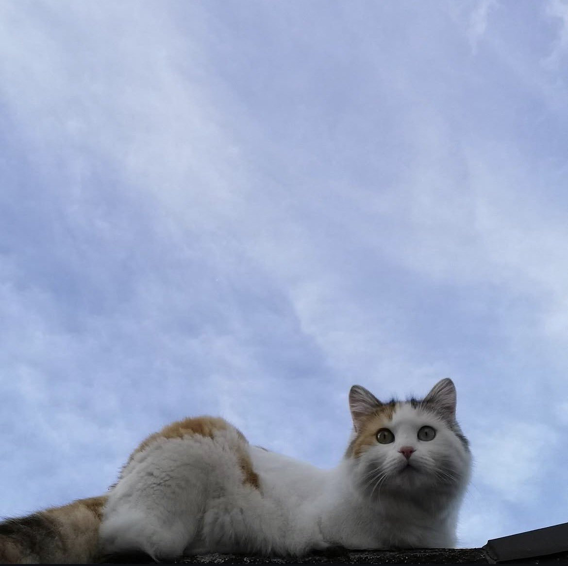 WeAssessCats's tweet photo. This is Smartie and Cookie. They like to survey their kingdom from above. preferably on the garden shed and garage respectively. 15/10 these photos are like, inspirational WOW 🫡♥️

• submit your cats to get  it assessed via dms 🐾 https://t.co/AbwUvCi6sR