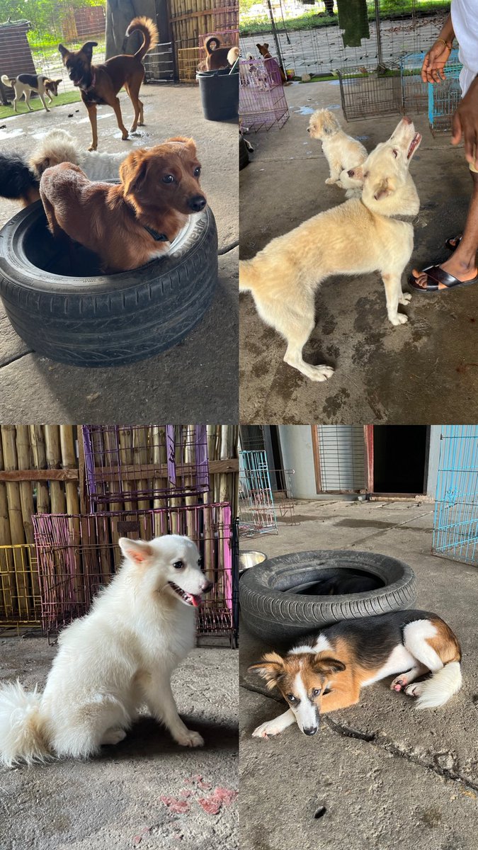 _littlehuman_'s tweet photo. Haven pet home is a an animal shelter in Nigeria.

They provide FREE adoption and protective services to animals

So incase you want to get a pet, please come and give one of our babies a home💕

I will be posting some of the pets available in Lagos.
https://t.co/PUvJn8Ktfi https://t.co/edI3uxu3j2