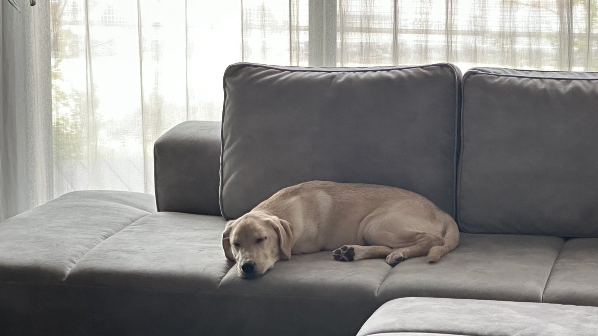 sssbooco's tweet photo. BoConceptは良いですよ大型犬も爆睡できるくらい https://t.co/jsKgwmLiDD