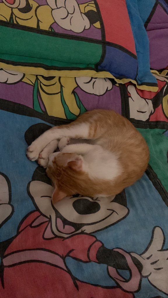 ElPatas_'s tweet photo. Era tan chikitin 😭😭😭.
Te extraño tanto ugito:( https://t.co/1SxCeGXoHo