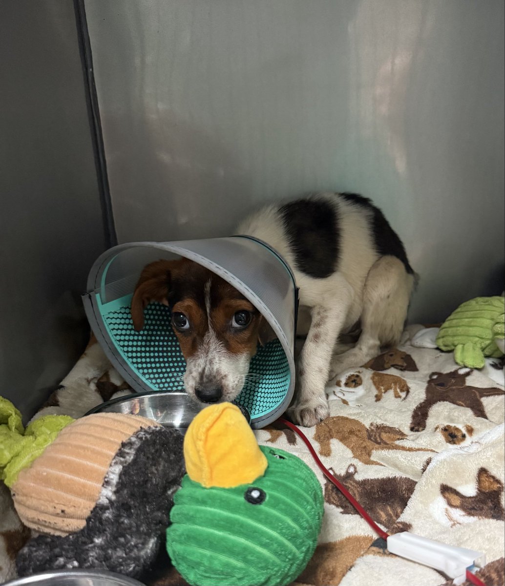 LolaPatolla's tweet photo. This wasn’t an accident.
She didn’t magically appear in a fenced yard emaciated, stained, full of hookworms, fleas &amp; ticks.
Someone allowed this.
She’s a 2 month old baby now needing a blood transfusion &amp; injections to try to fight for her life 💔.
🙏🏻s please for Lady Liberty ❤️‍🩹. https://t.co/yYklJGgyQE