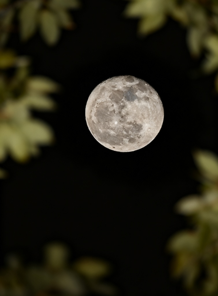 RemyJulien12's tweet photo. Today’s harvest moon glows bright, casting warm light on every gratitude-filled moment https://t.co/TzW5lHaJQ0
