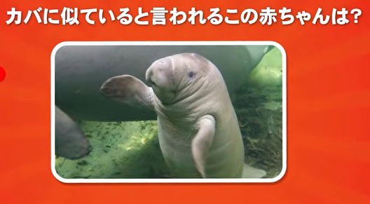 踊るピエロ【公式】 tweet media