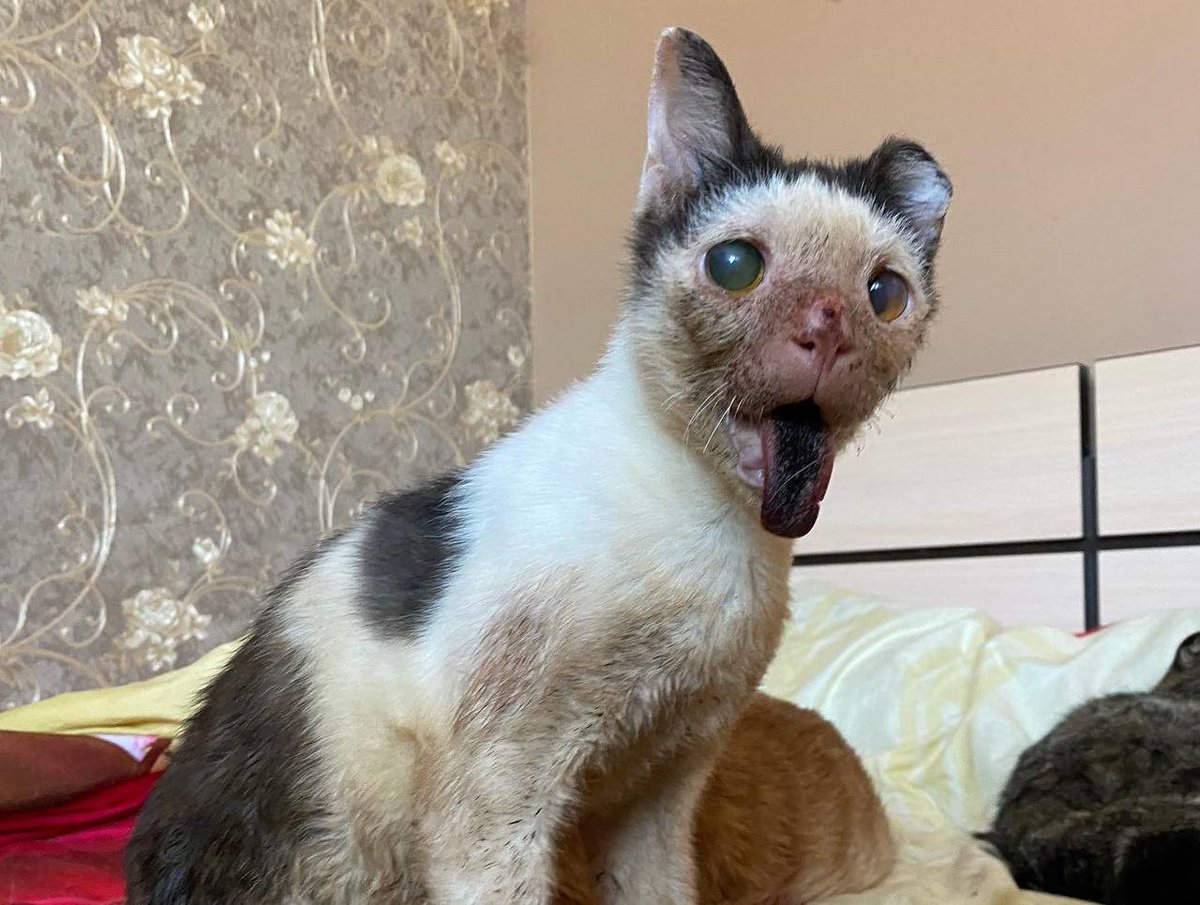 anirescuegroup's tweet photo. UPDATES ON BELOVED PLUTO 💔.
NO SINGLE DONATION 😭 HAS BEEN RECEIVED.we are struggling with meeting up Pluto's medical bills, without your help, Pluto will have apainful death. As kindly on my knees asking for your help 😭 with any donation possible through our donation link https://t.co/we6eOooar1