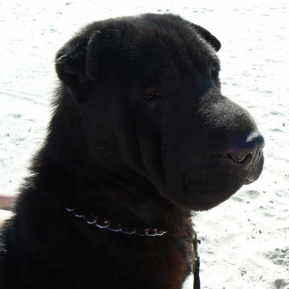 Michell36166435's tweet photo. @JohnDParody Lost my baby and have never been able to replace her! Been 12 years and I still cry over her!!🥰😍 https://t.co/WsjrmtRpjq