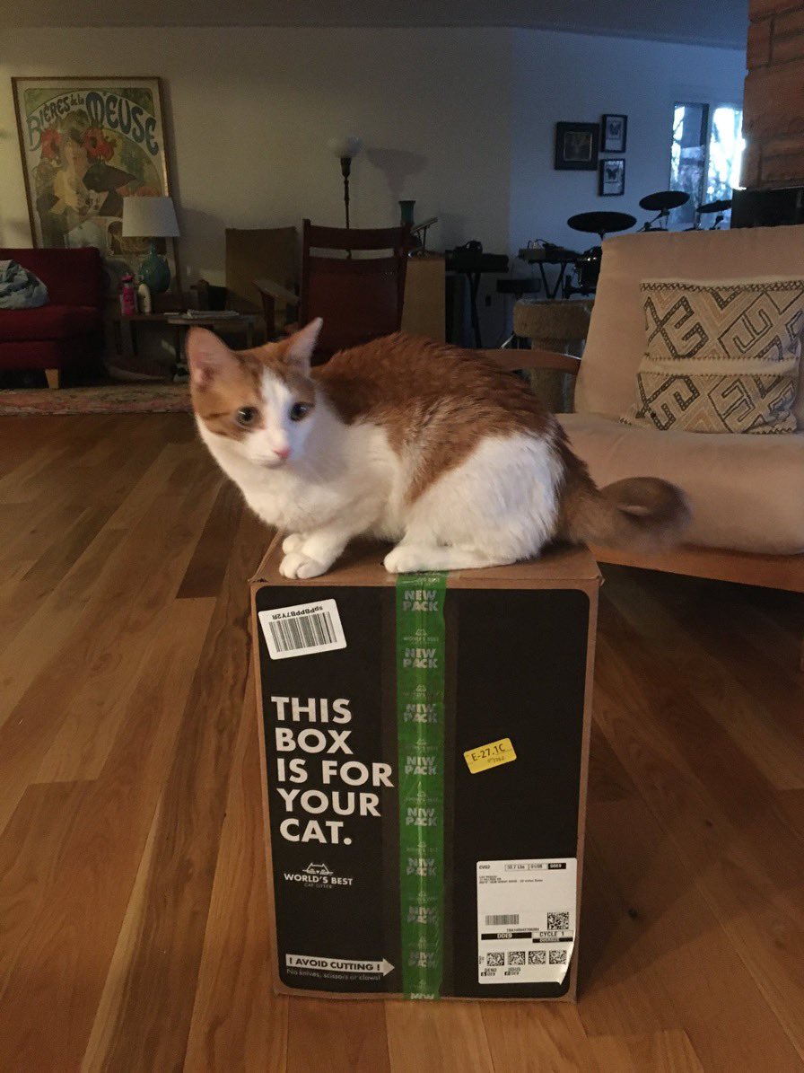 WeAssessCats's tweet photo. This is Kazoo. He’s occupying the box with complete authority.     Sitting on a box labeled “THIS BOX IS FOR YOUR CAT” is peak cat behavior. 
14/10 kazoo is so cute 🥰 https://t.co/uHSQkBXnDu