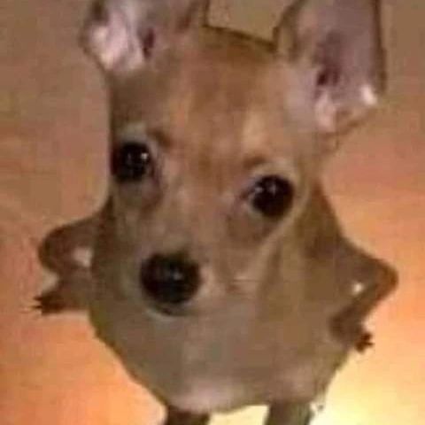 eusouibela's tweet photo. Odeio quando eu falo meu pau e a pessoa fica que pau?? 
Tipo EXATO https://t.co/vESdvPJknL