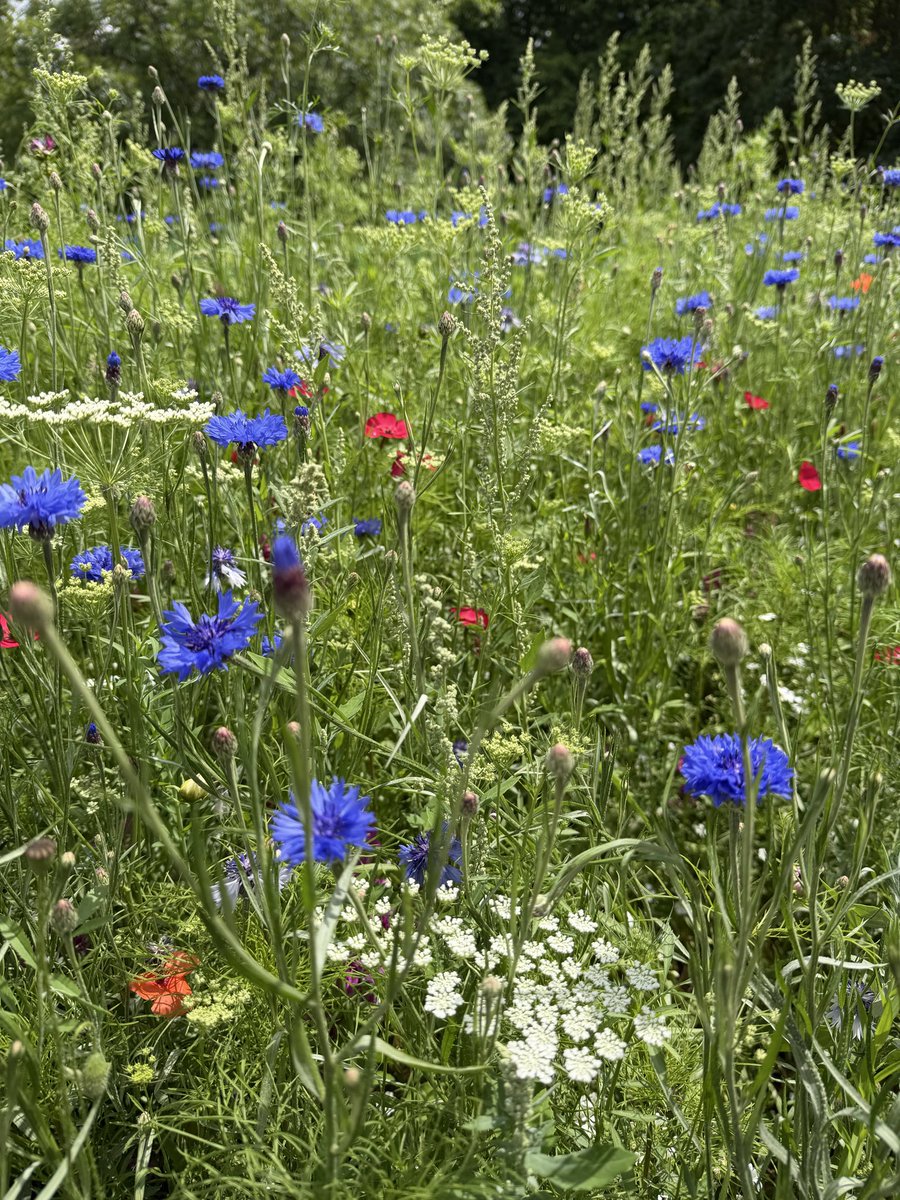 onesupercooper's tweet photo. @aHeartSoFull Unedited from Green Park, London, England near Buckingham Palace. 
Just a quick iPhone 17 snap while on a walk. 
Happy 4th of July everyone! https://t.co/M4CVsdDOP2