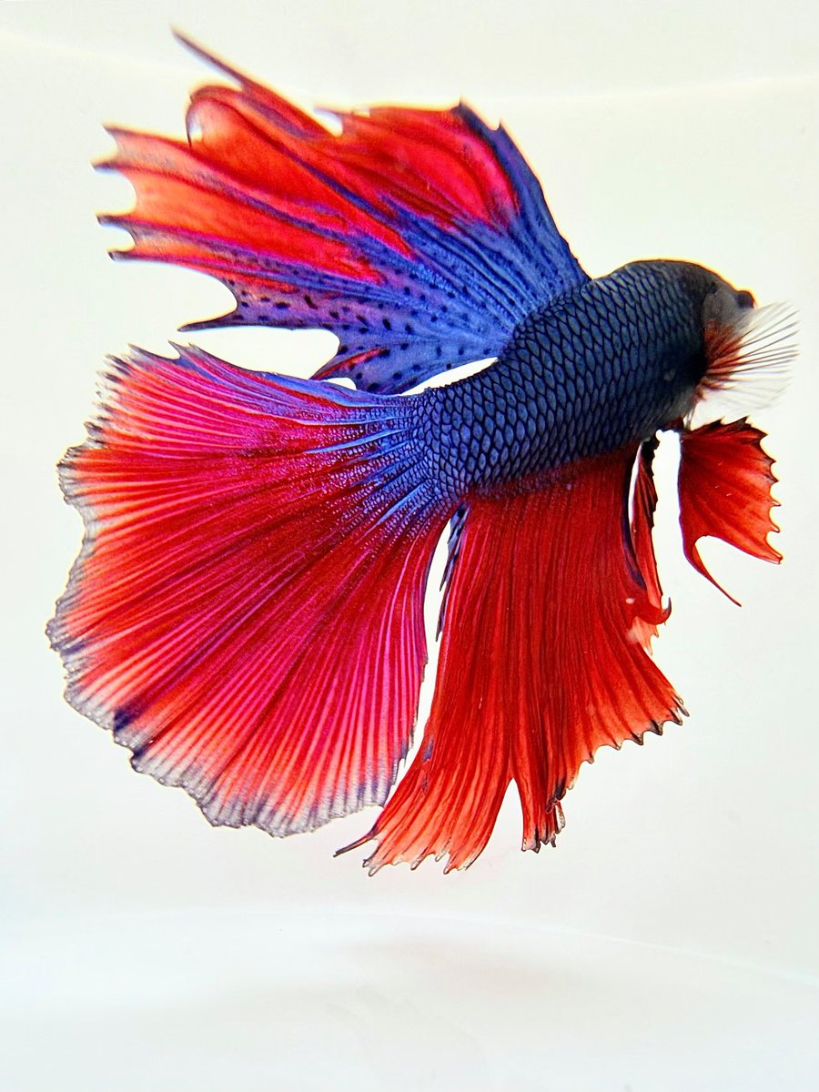 typocatCAv2's tweet photo. ‘I filled a white ceramic bowl and carefully placed the fish inside’: Rashid Sheriff’s best phone picture

The Indian photographer dunked his iPhone underwater to get this shot of his pet. -The Guardian https://t.co/mozEeFMm8E