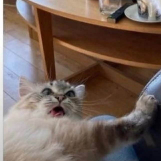 joekit as cats 🐱 tweet media