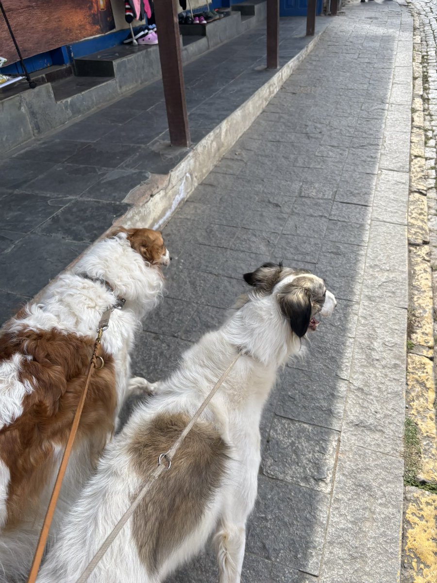 terrierisms's tweet photo. passeo na cidade https://t.co/AbAUgc9yY1