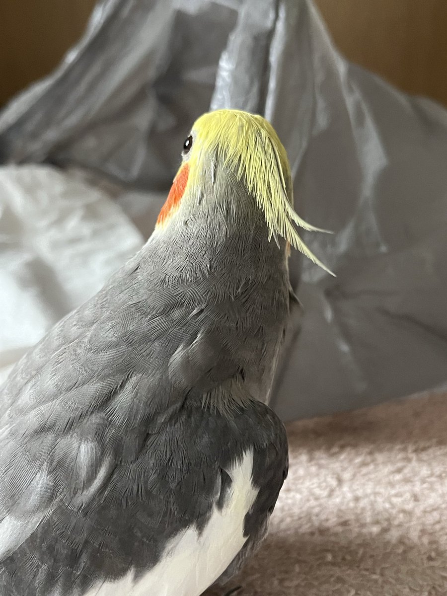 runblinghearts's tweet photo. おはオカメインコ

#オカメインコ https://t.co/uAyz8vhq6e