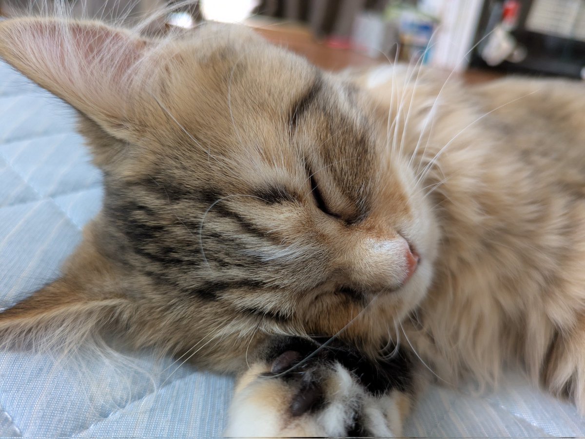 nagareshindo's tweet photo. おはようございます🐱
昨日から軟便気味、おしりのお毛毛にウンが付きまくってたのでハサミで切りました。長毛って大変💦 https://t.co/VqBAupCwTx