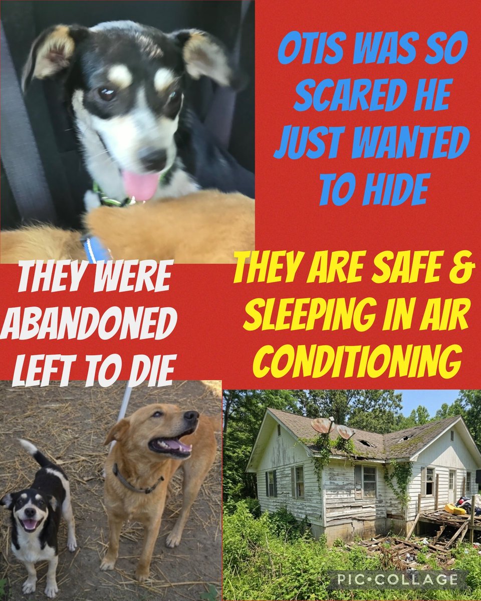 carawil17888192's tweet photo. Oakman, Alabama

Otis & Milo were left behind at an abandoned house with no food or water. The electricity and water had been shut off for over a month. 💔

Milo is severely emaciated, and Otis is suffering from mange. Despite everything they've endured, they're finally safe.
While I was swapping out Milo's food container for a shallower one so he could reach his food more easily, he thought I was taking it away. My heart broke. No dog should ever have to fear their next meal.

Thankfully, those days are over. Milo will never have to wonder if his food is being taken away again.

These boys are now safe with 2nd Life Animal Rescue, but they still need your support. Please share their story, and if you're able, consider donating to help with their care.
#AdoptDontShop #RescueDog #ShelterDog #PitBullLove #ShareToSaveALife #AlabamaDogs #Rescue