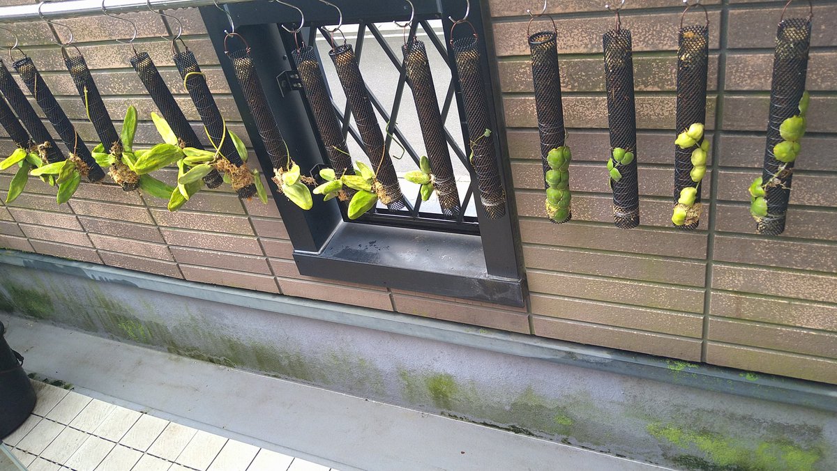tree_like_khs's tweet photo. ド真ん中宴からの翌朝の草活！
雨上がりで草がイキイキしてる♡ https://t.co/LUjlHdhurZ