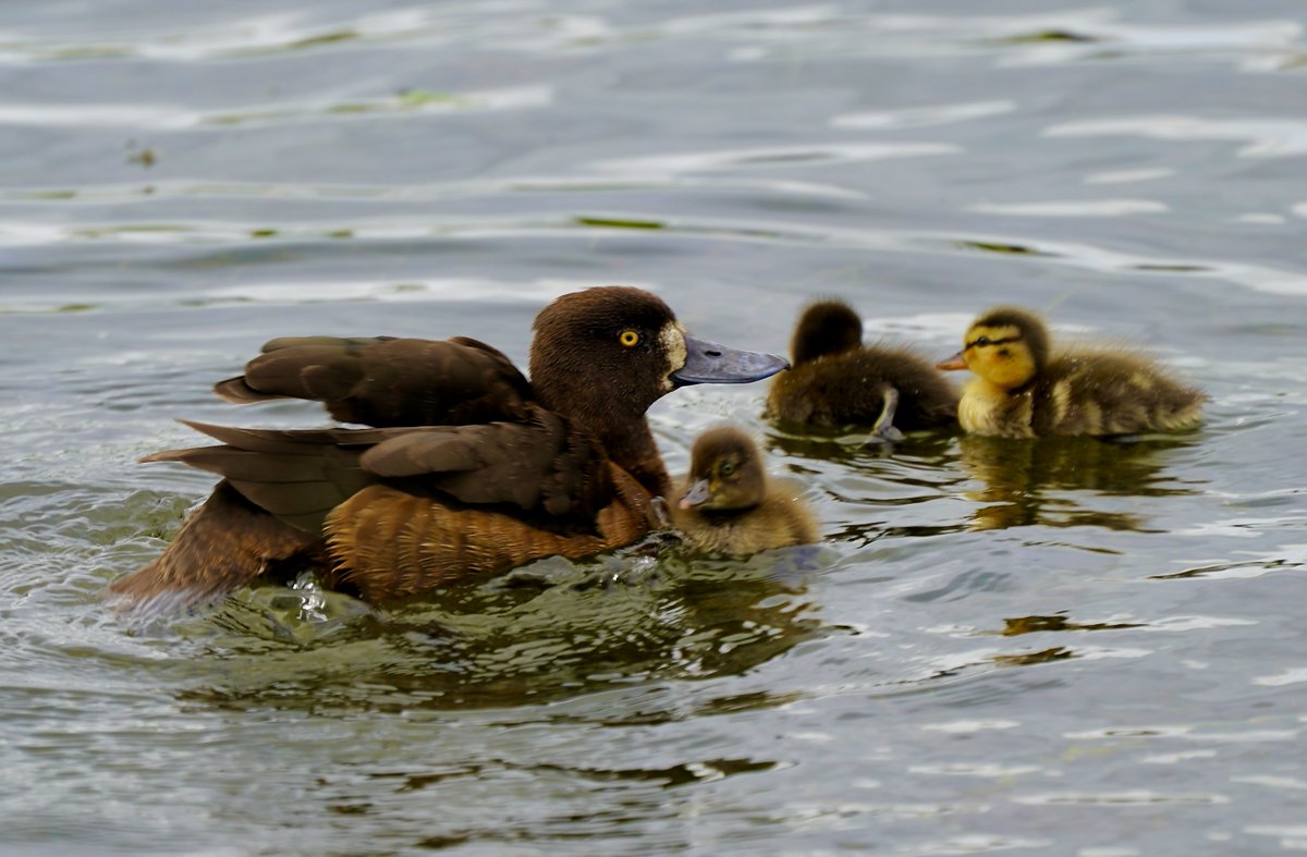 nadski65's tweet photo. The tufted ducklings definitely stole the show this morning. A few favourites from today's wander by the lake. Hope you're all having a lovely day! ๐๐ฆ
#nature #naturelover #photoblock #Northumberland #summer #duckling #PositiveEnergy #wildlife #nikon @UKNikon https://t.co/H6pGwRB8AS
