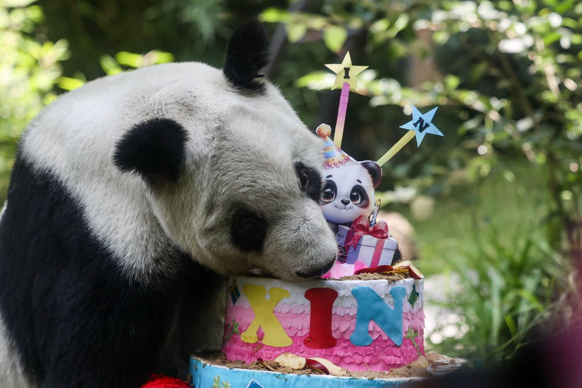ChilangoCom's tweet photo. Se armó la fiesta en Chapultepec: así fue el cumpleaños 36 de Xin Xin 🐼🥳 https://t.co/YX9yfbrcOa https://t.co/8dihuv9RLF