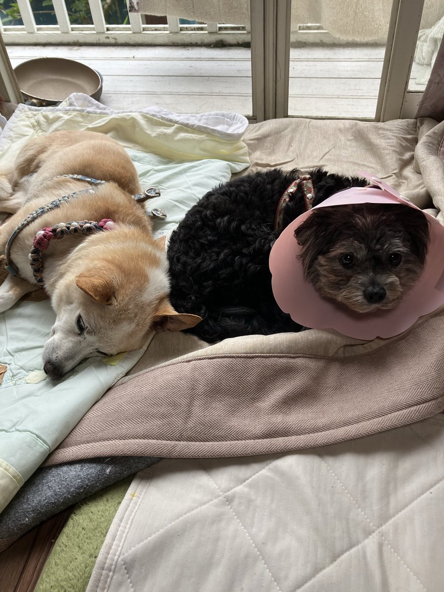 chiro_umi's tweet photo. サクちゃん、去勢手術行ってきました。
相変わらずくっついて寝る2人 https://t.co/nJEHFeSJ8k