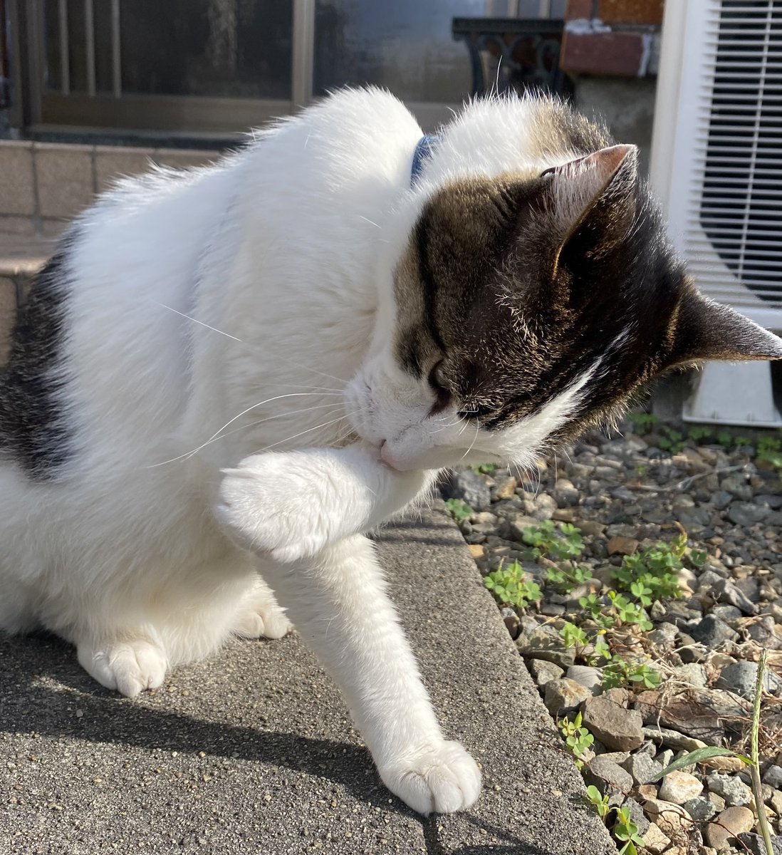 RIKA53247404's tweet photo. おはようございます。

今日も暑くなりそうですね。まだ風があり快適にゃん歩🐾はくにゃん🐱日差しを浴びながら毛繕い。

月1のマインド　ずっしりソフト🍦

#猫のいる暮らし　#散歩猫　#保護猫

#マインド　#ソフトクリーム https://t.co/iUCdXT8oOd