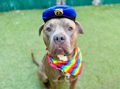 notthesameone2's tweet photo. 🐾2-y/o Jack R. surrendered early April b/c owner says cannot afford & has no time for Jack R. Loyal, loveable, house/ crate-trained, smart, knows cues. Earned 2nd best behavior rating, shy w/ strangers, friendly w/ kids & dogs, tolerant w/ cats. Loves toys. Available to foster or adopt 7/07: https://t.co/F1jGO9PHGD
