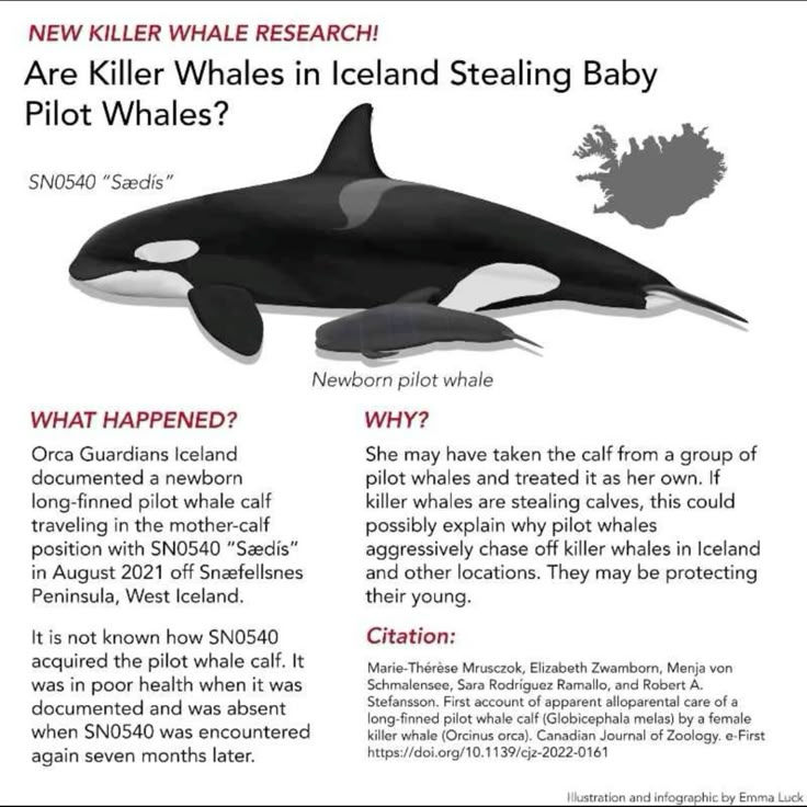 Delphingeist's tweet photo. Dear God...they're raising judas pilots for some purpose known only to the plotting bene gesserit matriarch orcas. https://t.co/uQkD0wHOkv
