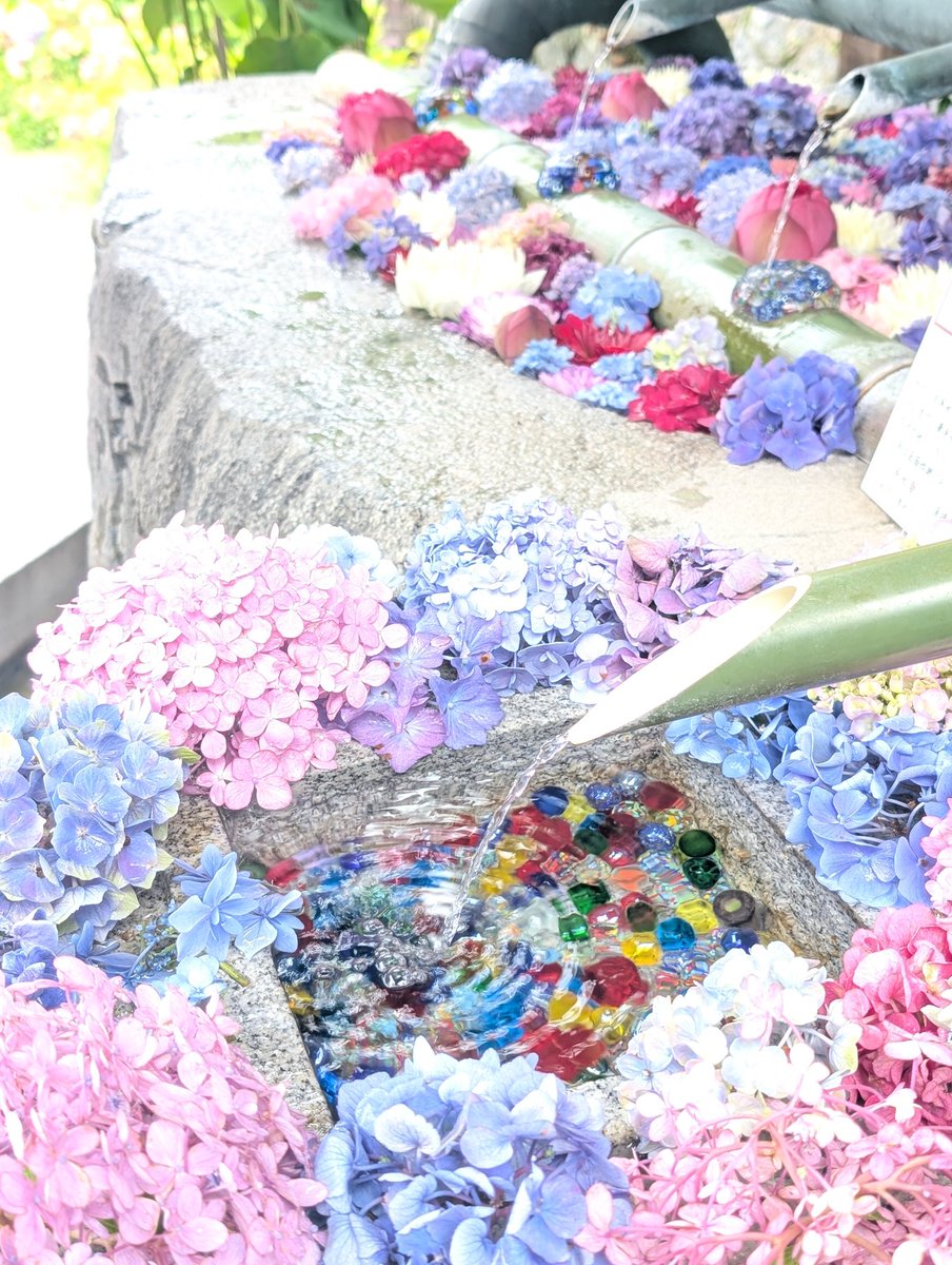 chisha_wanima's tweet photo. #岡寺
 #花手水
ギリ間に合ったｹﾄﾞ紫陽花は6月初旬がいーみたいꕤ.｡ https://t.co/24IL34jKjK
