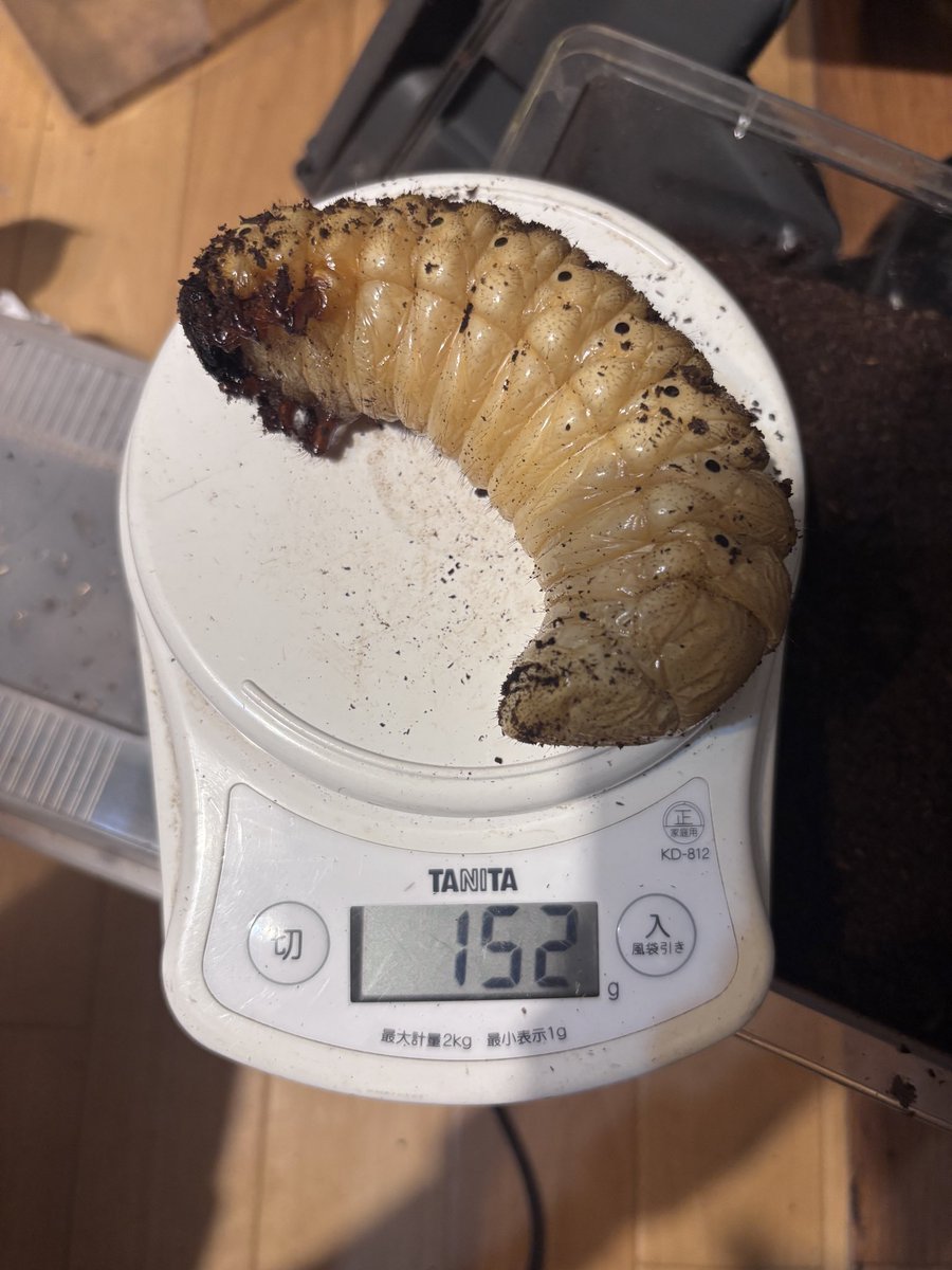 morisimaisuki's tweet photo. 朝から作業‼️

線虫発生のケースから大型前蛹😆

本当はこの幼虫の天然蛹室を使いたかったですが…😅

中々思うようにはいかないです💦
どんな姿になるか楽しみです😊 https://t.co/gltHOKdMbQ