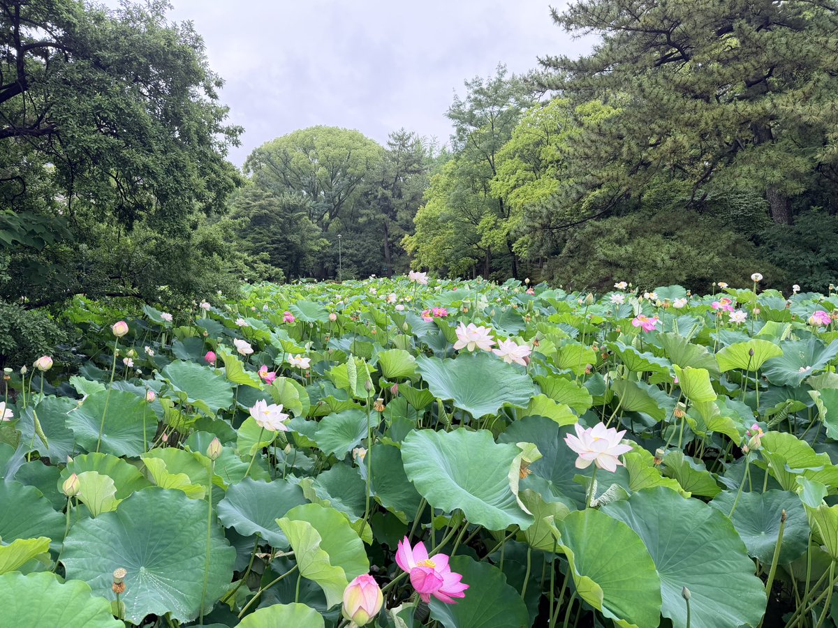FX89858718's tweet photo. おはようございます☘️
雨上がりのランニングは気持ちいいですね😊
撮る人の心が写真に表れるのか、目の前の花はもっとキレイです🥹 https://t.co/4C7wXZR2df