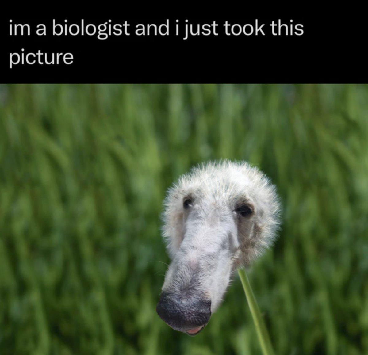 1borzoigaming's tweet photo. #borzoi #borzoitwt https://t.co/hpnMXfkC0A