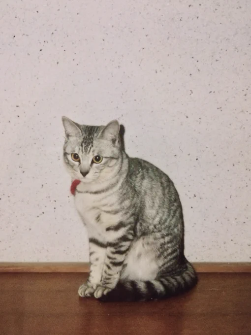 昔飼ってた猫を擬人化してくれとチャッピーに頼んだら、美少女爆誕した (←写真をスマホで撮ったのであまり綺麗じゃない) わかりにくいけどオッドアイもちゃんと取り入れてくれてます