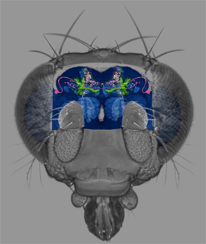 fascinatingonX's tweet photo. 🚨NEWS: A man has uploaded the brain of a fruit fly into a computer and now it lives freely in its own simulation https://t.co/t7goKamVm6