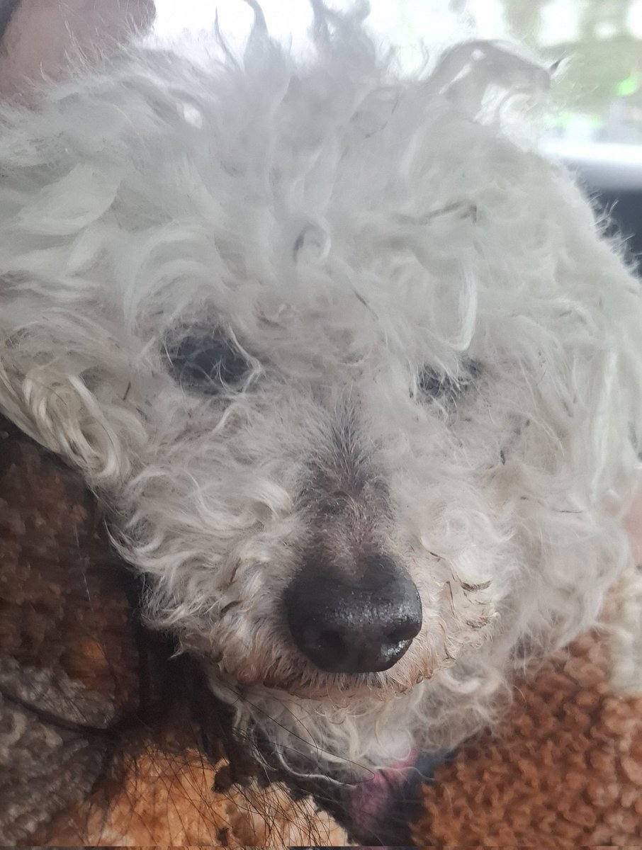 JustPotatoNow's tweet photo. We said goodbye to our dog today, I didn't think it would be this hard.

I loved her more than anything and I hope she knew that too. https://t.co/kO1r5CMsSC
