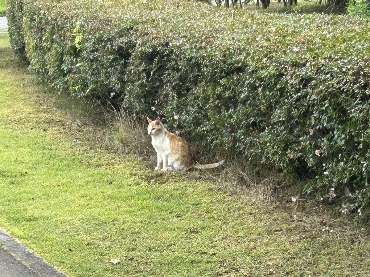 hideoo7's tweet photo. おはようございます☁️🐈 https://t.co/X4Xe9aApCz