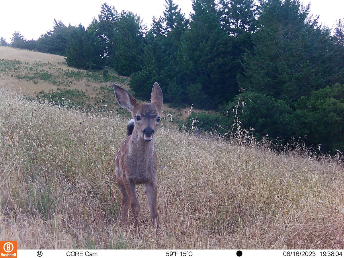 Trail_Cams's tweet photo. https://t.co/ywMJNU0XB1